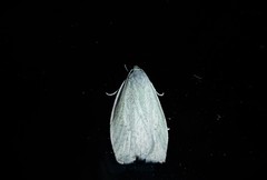 Nymphostola galactina