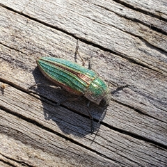 Buprestis striata