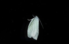 Nymphostola galactina