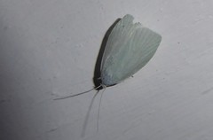 Nymphostola galactina