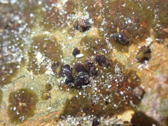 Eatoniella