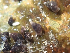Eatoniella