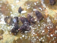 Eatoniella