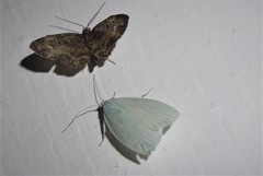 Nymphostola galactina