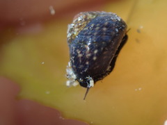 Micrelenchus tessellatus