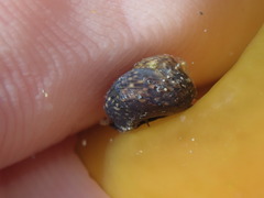 Micrelenchus tessellatus