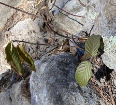 Frangula betulifolia