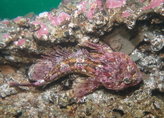 Hemilepidotus hemilepidotus