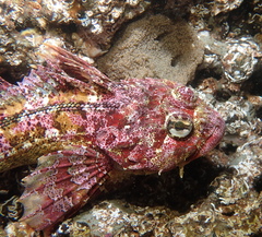 Hemilepidotus hemilepidotus