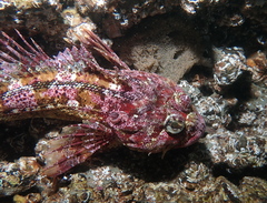 Hemilepidotus hemilepidotus