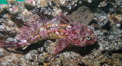 Hemilepidotus hemilepidotus
