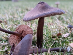 Nolanea edulis concentrica