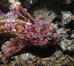 Hemilepidotus hemilepidotus