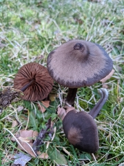 Nolanea edulis concentrica