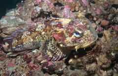 Hemilepidotus hemilepidotus