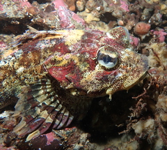 Hemilepidotus hemilepidotus