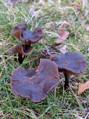 Nolanea edulis concentrica