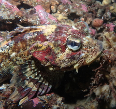 Hemilepidotus hemilepidotus