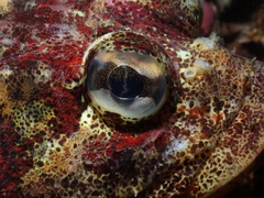 Hemilepidotus hemilepidotus