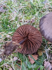 Nolanea edulis concentrica