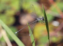 Lestes vigilax