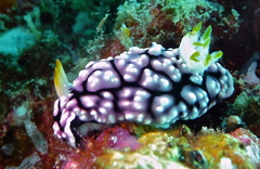 Goniobranchus geometricus