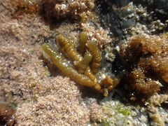 Splachnidium rugosum