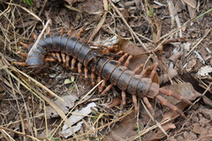 Scolopendra gigantea