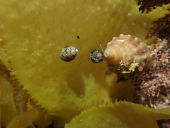 Micrelenchus tessellatus