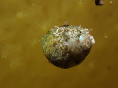 Micrelenchus tessellatus