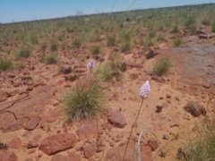 Ptilotus calostachyus