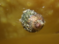 Micrelenchus tessellatus