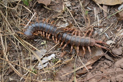 Scolopendra gigantea