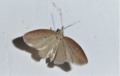 Microdes epicryptis