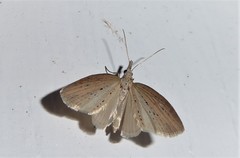 Microdes epicryptis