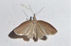 Microdes epicryptis