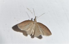 Microdes epicryptis