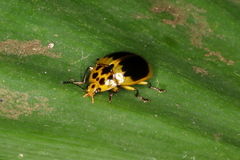 Iphiclus ephippium