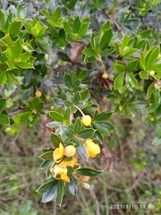 Berberis darwinii