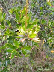 Berberis darwinii