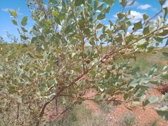 Grevillea wickhamii