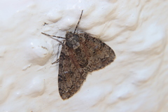 Pseudocoremia suavis