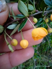 Berberis darwinii