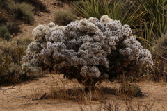 Cylindropuntia chuckwallensis