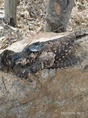 Antrostomus arizonae