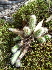 Pfeiffera ianthothele