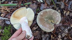 Russula olivacea