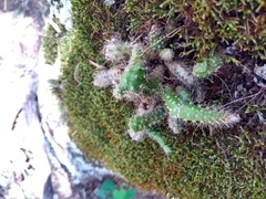 Pfeiffera ianthothele