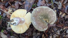 Russula olivacea