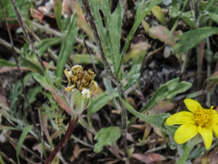 Arnica longifolia